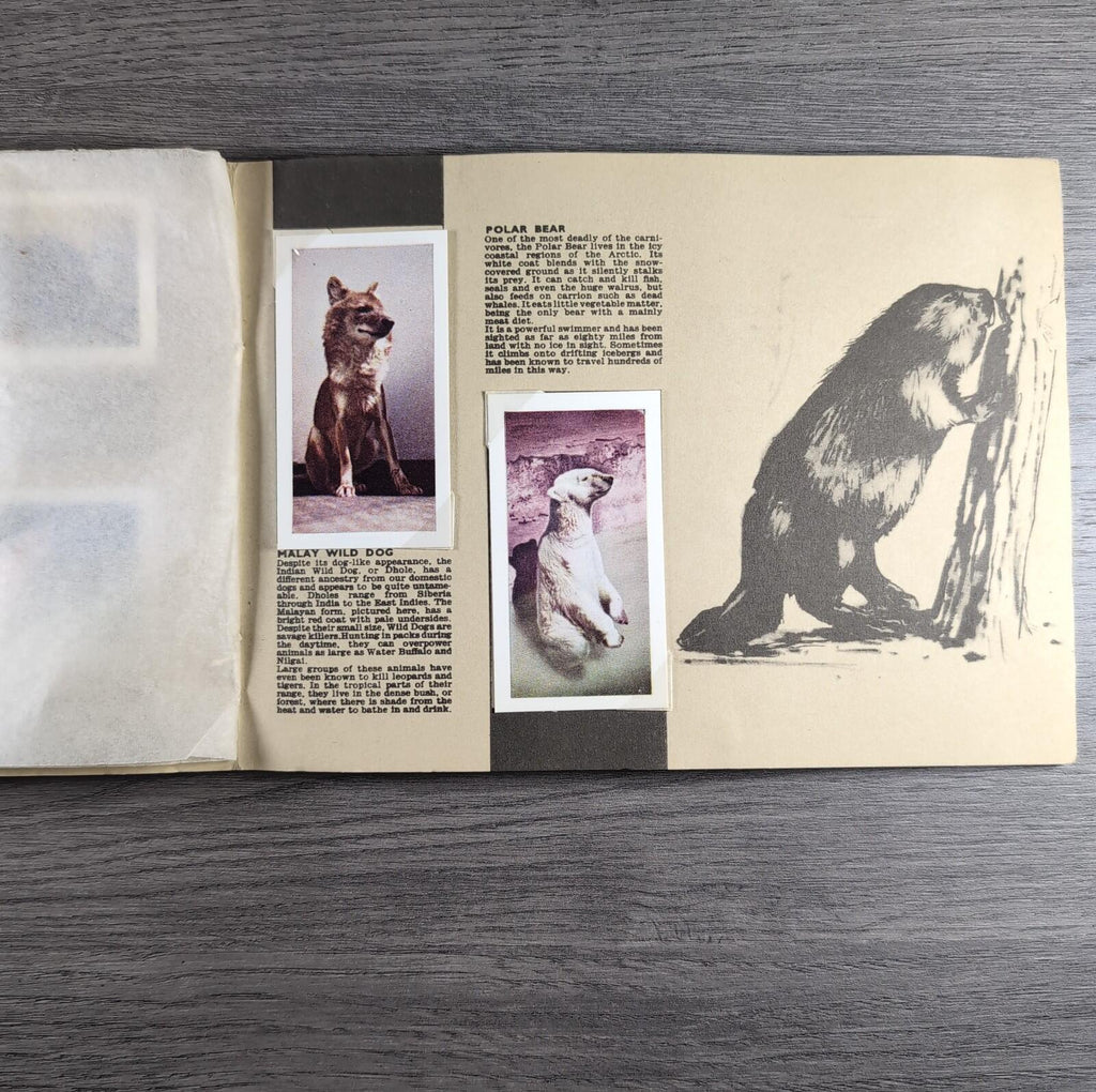 Hornimans Tea Picture Card Album On Safari Complete Set