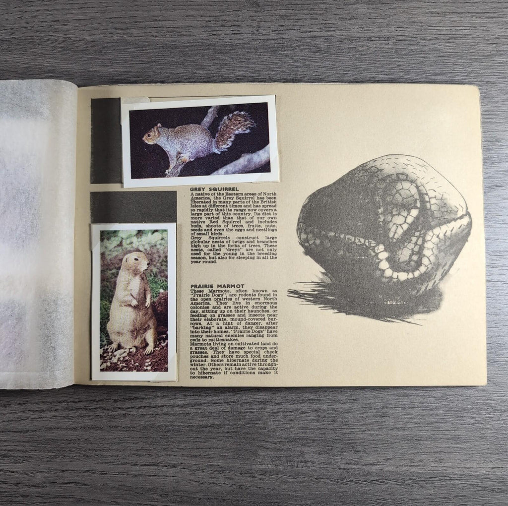 Hornimans Tea Picture Card Album On Safari Complete Set