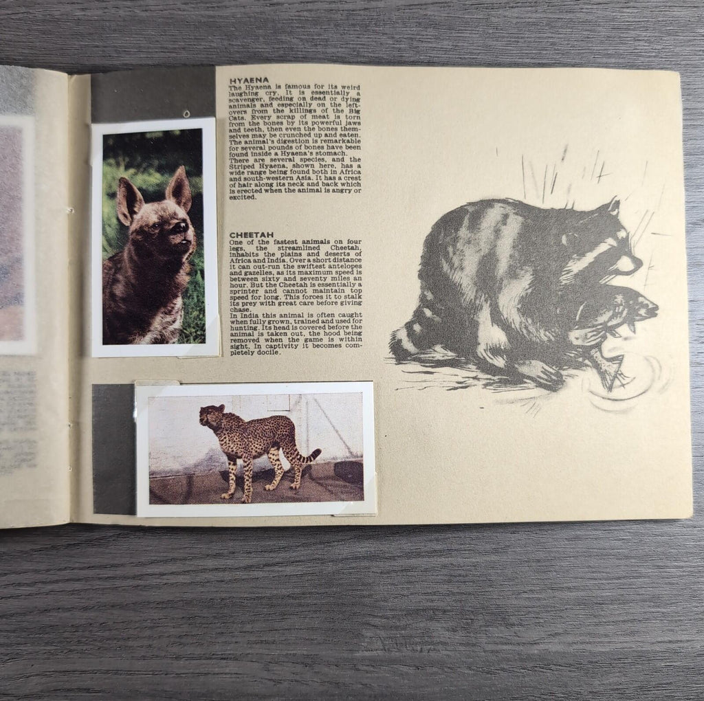 Hornimans Tea Picture Card Album On Safari Complete Set