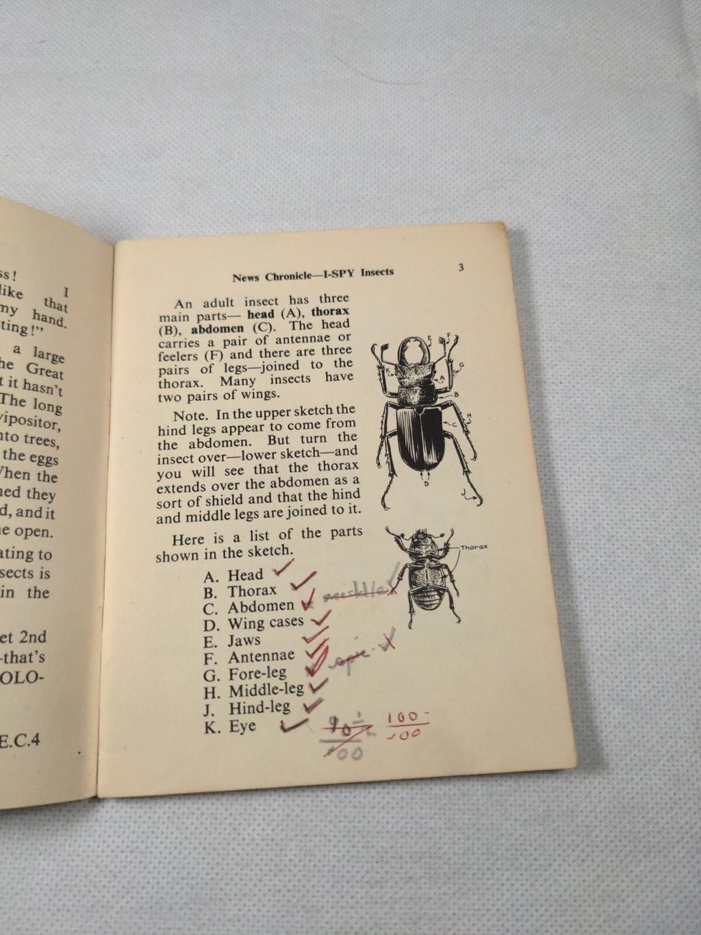 Vintage I-Spy News Chronicle Book Issue Insects - Retrorama UK