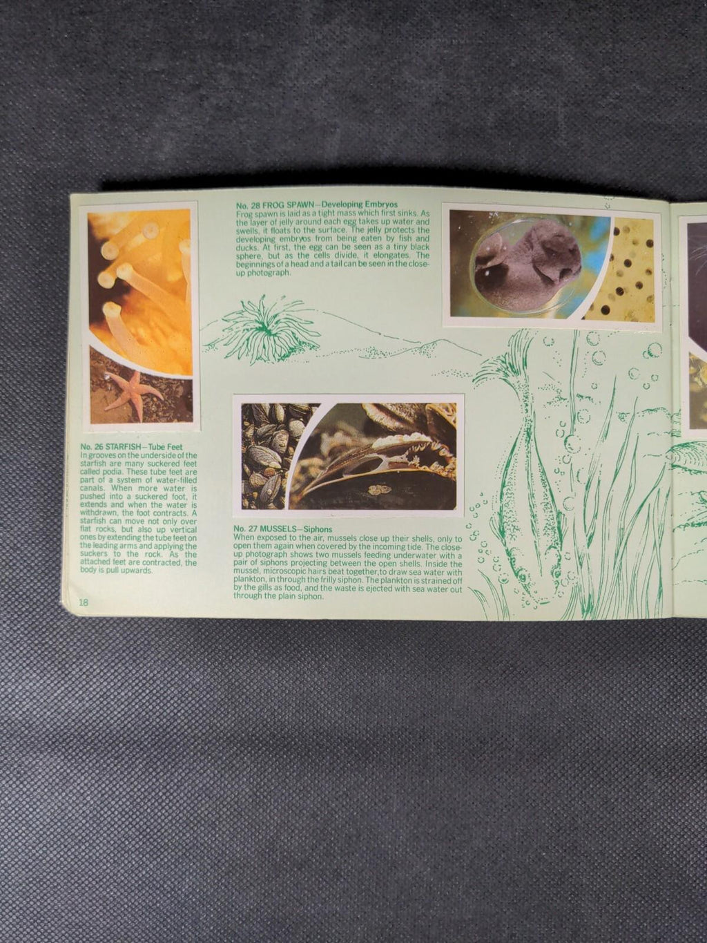 Brooke Bond Tea Cards: Small Wonders Album Complete With All Cards In The Set