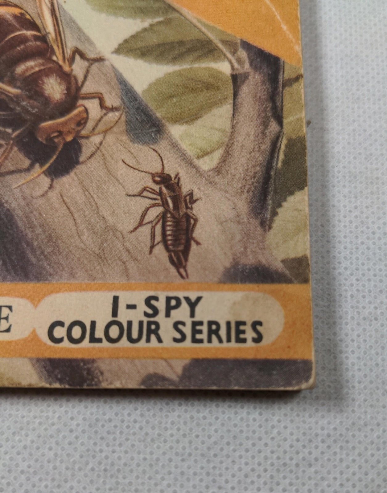 Vintage I-Spy News Chronicle Book Issue Insects - Retrorama UK